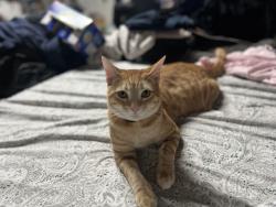 Reunited Male Cat last seen Randolph, Bell, CA 90201