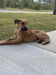 Found/Stray Female Dog last seen UA Little Rock, Little Rock, AR 72204