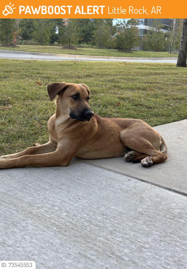 Found/Stray Female Dog last seen UA Little Rock, Little Rock, AR 72204