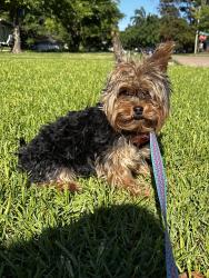 Reunited Male Dog last seen Grandview dr & Purington ave, Fort Worth, TX 76112
