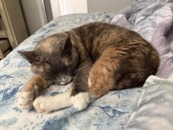 Reunited Female Cat last seen Belcher and east bay, Clearwater, FL 33764