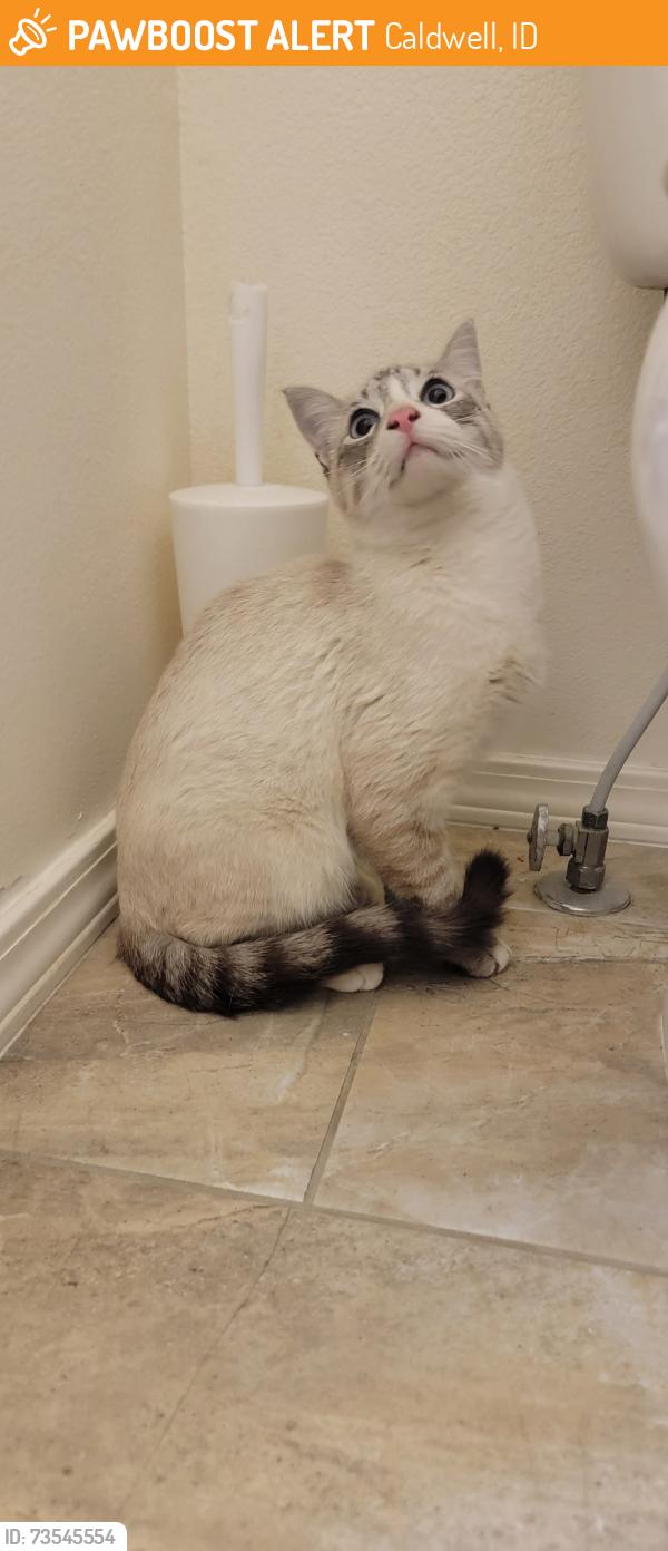 Found/Stray Male Cat last seen Stockbridge Way & Cabot, Caldwell, ID 83605