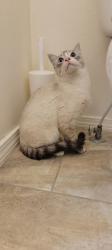 Found/Stray Male Cat last seen Stockbridge Way & Cabot, Caldwell, ID 83605