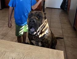 Lost Male Dog last seen Legends run, Spring, TX 77386
