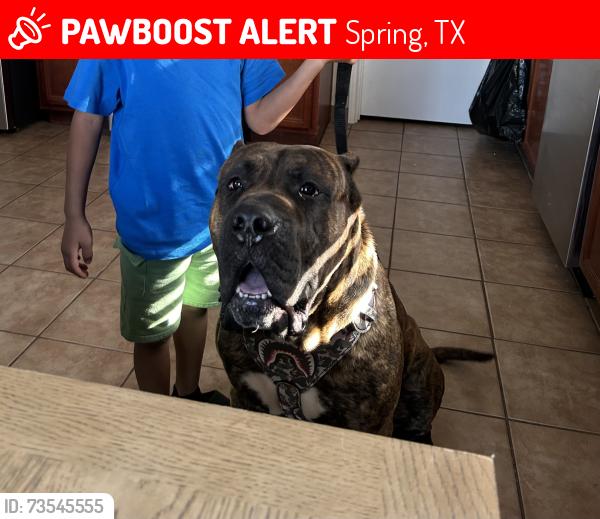 Lost Male Dog last seen Legends run, Spring, TX 77386