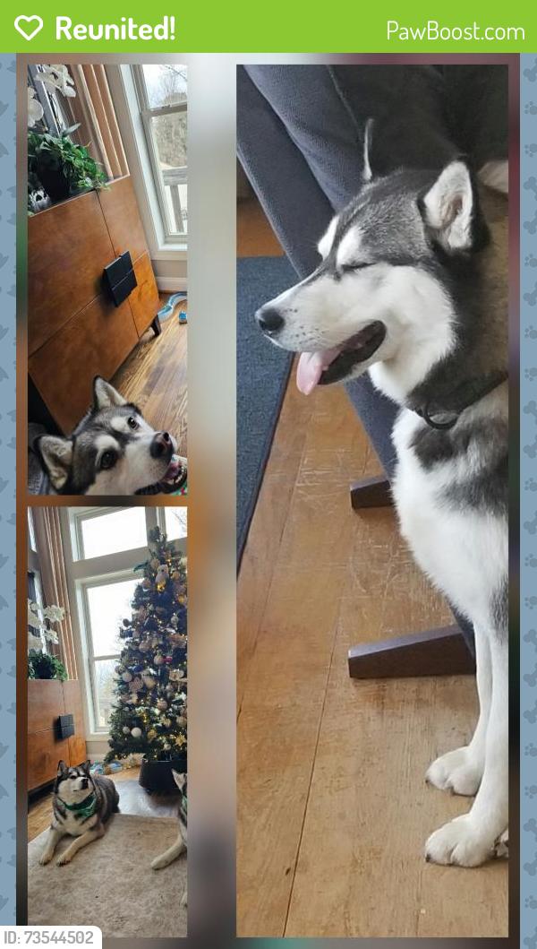 Reunited Female Dog last seen Near Columbus Court Martinsburg WV, Martinsburg, WV 25404