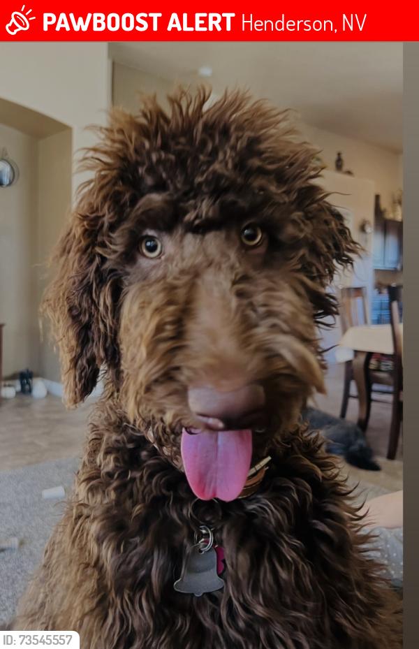 Lost Female Dog last seen Sunridge Heights and Eastern in Henderson, Henderson, NV 89052
