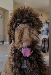Lost Female Dog last seen Sunridge Heights and Eastern in Henderson, Henderson, NV 89052