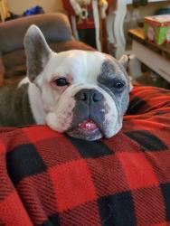 Lost Male Dog last seen On Island Grove Road near Adams Elementary, Cleburne, TX 76031
