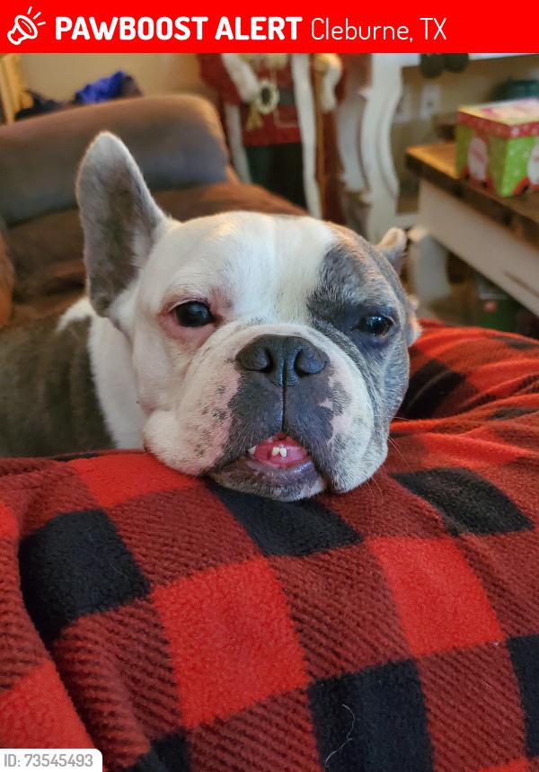 Lost Male Dog last seen On Island Grove Road near Adams Elementary, Cleburne, TX 76031