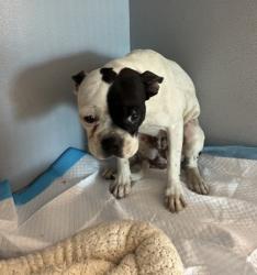 Shelter Stray Female Dog last seen Near Farm to Market 1516, Zone 3, TX, 8755 Farm to Market 1516, Converse, TX 78109, USA