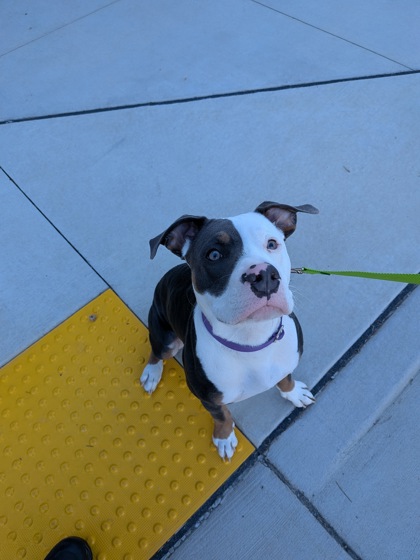 Shelter Stray Male Dog last seen Near Lee Street (W. Whitehall Street SW), Atlanta, GA, 1251 Fulton Industrial Blvd NW, Atlanta, GA 30336, USA
