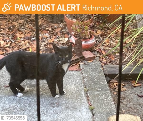Found/Stray Male Cat last seen Scenic Avenue, Richmond, CA 94801