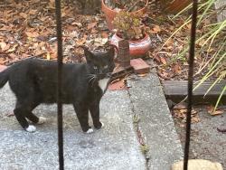 Found/Stray Male Cat last seen Scenic Avenue, Richmond, CA 94801