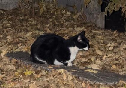 Shelter Stray Unknown Cat last seen Wigwam Tavern parking lot 314 E Madison St., City of Eau Claire, WI, 3900 Old Town Hall Rd, Eau Claire, WI 54701, USA