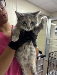 Shelter Stray Female Cat last seen Near Northside Drive, North Charleston, SC, 2455 Remount Rd, North Charleston, SC 29406, USA