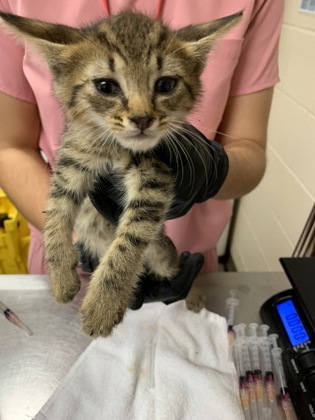 Shelter Stray Male Cat last seen Near Rivers Avenue, North Charleston, SC, 2455 Remount Rd, North Charleston, SC 29406, USA