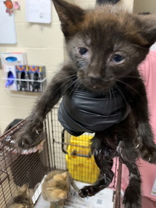 Shelter Stray Female Cat last seen Near Rivers Avenue, North Charleston, SC, 2455 Remount Rd, North Charleston, SC 29406, USA