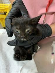 Shelter Stray Female Cat last seen Near Rivers Avenue, North Charleston, SC, 2455 Remount Rd, North Charleston, SC 29406, USA