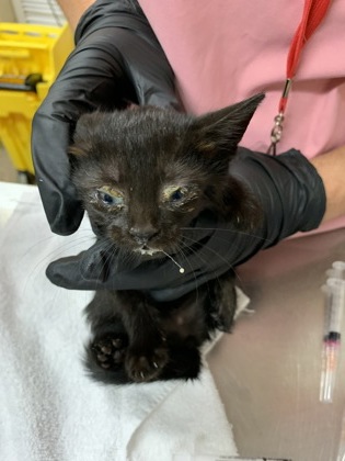 Shelter Stray Female Cat last seen Near Rivers Avenue, North Charleston, SC, 2455 Remount Rd, North Charleston, SC 29406, USA