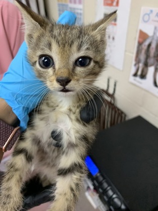 Shelter Stray Female Cat last seen Near Rivers Avenue, North Charleston, SC, 2455 Remount Rd, North Charleston, SC 29406, USA