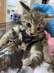 Shelter Stray Male Cat last seen Near Rivers Avenue, North Charleston, SC, 2455 Remount Rd, North Charleston, SC 29406, USA