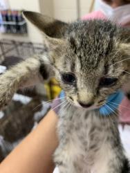 Shelter Stray Female Cat last seen Near Rivers Avenue, North Charleston, SC, 2455 Remount Rd, North Charleston, SC 29406, USA