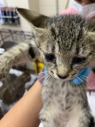 Shelter Stray Female Cat last seen Near Rivers Avenue, North Charleston, SC, 2455 Remount Rd, North Charleston, SC 29406, USA