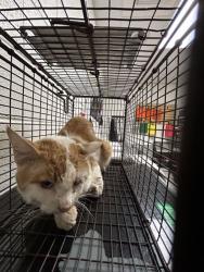 Shelter Stray Male Cat last seen Near Powell Heights Rd, Knox County ASO, TN, 3201 Division St, Knoxville, TN 37919, USA