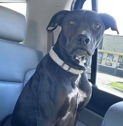 Shelter Stray Male Dog last seen Near Block Of Grady st, FOREST HILL, TX, 3961 Bluebell Dr, Everman, TX 76140, USA