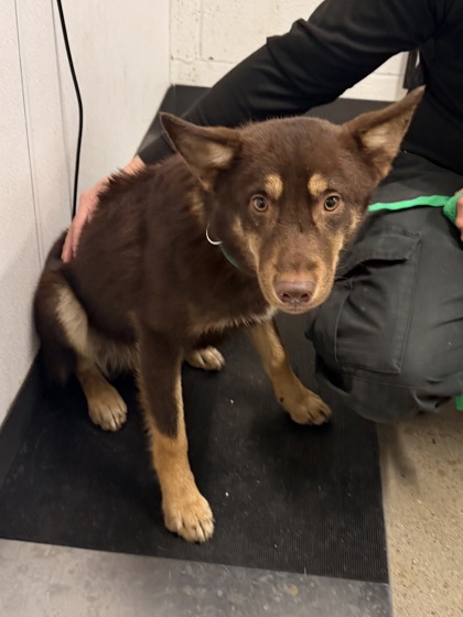 Shelter Stray Male Dog last seen E 55 & Perkin, 3rd District, OH, 9203 Detroit Ave, Cleveland, OH 44102, USA