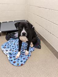 Shelter Stray Male Dog last seen , Gulfport, MS, 2615 25th Ave, Gulfport, MS 39501, USA