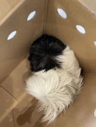 Shelter Stray Unknown Guinea pig last seen Near Brightside Dr, 70820, LA, 2550 Gourrier Ave, Baton Rouge, LA 70820, USA