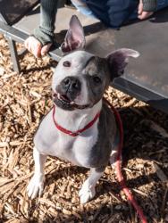 Shelter Stray Female Dog last seen , , GA, 3280 Chamblee Dunwoody Rd, Chamblee, GA 30341, USA