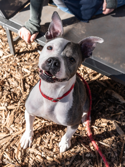 Shelter Stray Female Dog last seen , , GA, 3280 Chamblee Dunwoody Rd, Chamblee, GA 30341, USA