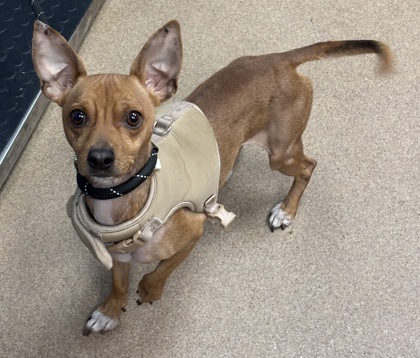 Shelter Stray Male Dog last seen Near Old Countryside Circle, 30083, GA, 3280 Chamblee Dunwoody Rd, Chamblee, GA 30341, USA