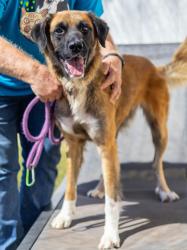 Shelter Stray Female Dog last seen Bermuda Rd, Stone Mountain, GA 30087, 30087, GA, 3280 Chamblee Dunwoody Rd, Chamblee, GA 30341, USA