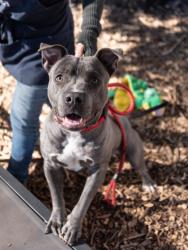 Shelter Stray Male Dog last seen Near Montreal Rd, Clarkston, GA 30021, 30021, GA, 3280 Chamblee Dunwoody Rd, Chamblee, GA 30341, USA