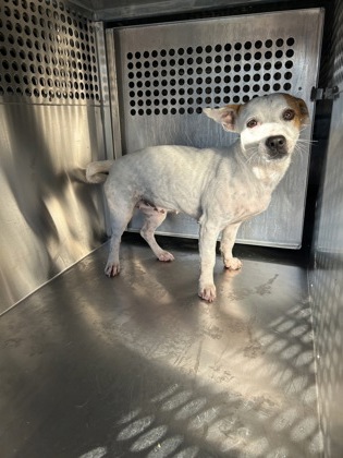 Shelter Stray Female Dog last seen Near Trent Trl, East District, TX, 355 Hillshire Dr, Haslet, TX 76052, USA