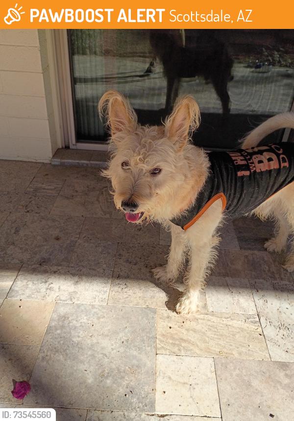 Found/Stray Male Dog last seen Chaparral and 101, Scottsdale, AZ 85250