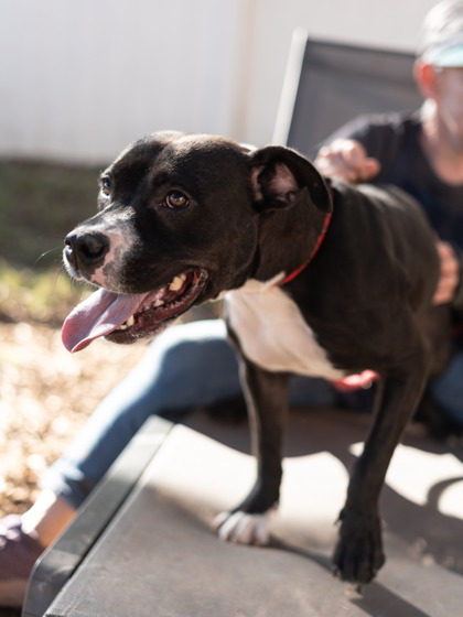 Shelter Stray Female Dog last seen Near Cedar Ridge Trail Stone Mountain, 30083, 30083, GA, 3280 Chamblee Dunwoody Rd, Chamblee, GA 30341, USA