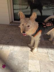 Found/Stray Male Dog last seen Chaparral and 101, Scottsdale, AZ 85250
