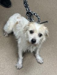 Shelter Stray Male Dog last seen Near Klondike Rd Lithonia GA, 30038, GA, 3280 Chamblee Dunwoody Rd, Chamblee, GA 30341, USA