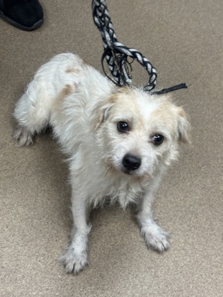 Shelter Stray Male Dog last seen Near Klondike Rd Lithonia GA, 30038, GA, 3280 Chamblee Dunwoody Rd, Chamblee, GA 30341, USA