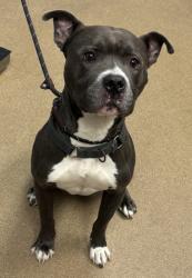 Shelter Stray Male Dog last seen Near Wells Cir, 30087, GA, 3280 Chamblee Dunwoody Rd, Chamblee, GA 30341, USA