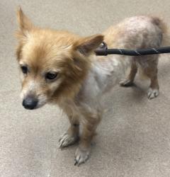 Shelter Stray Female Dog last seen Near Belleau Lane SE, 30316, GA, 3280 Chamblee Dunwoody Rd, Chamblee, GA 30341, USA