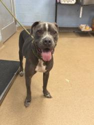Shelter Stray Male Dog last seen Near Penwood Pl Lithonia, 30058, 30058, GA, 3280 Chamblee Dunwoody Rd, Chamblee, GA 30341, USA