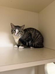 Shelter Stray Male Cat last seen Near Lake Point Lane Stone Mountain, 30088, 30088, GA, 3280 Chamblee Dunwoody Rd, Chamblee, GA 30341, USA