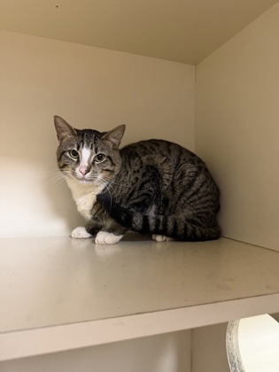 Shelter Stray Male Cat last seen Near Lake Point Lane Stone Mountain, 30088, 30088, GA, 3280 Chamblee Dunwoody Rd, Chamblee, GA 30341, USA