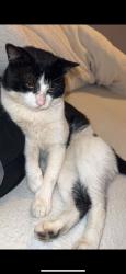 Reunited Male Cat last seen Briar meads, Oadby, England 